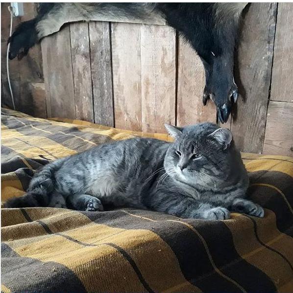 Кот Стёпа Image