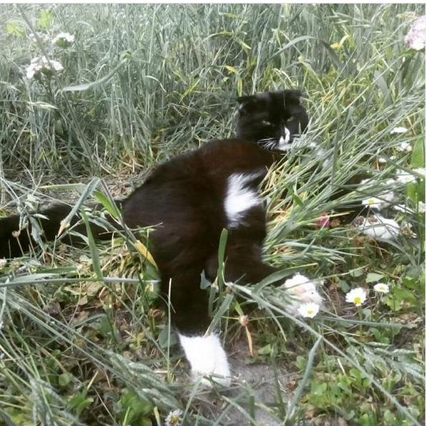 Кот Вася Image