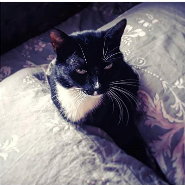 Кот Миша Image